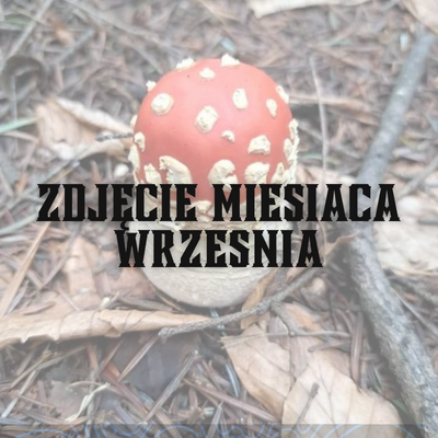 Zdjęcie WRZEŚNIA